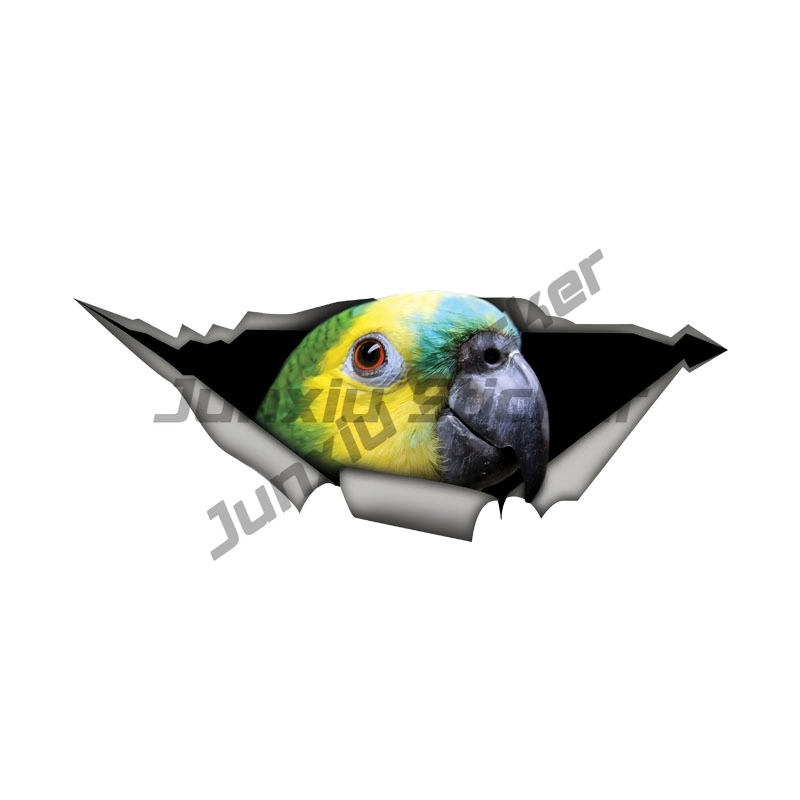 Blue Fronted Amazon Parrot Car - Car Accessories Amazon ulasan dan harga